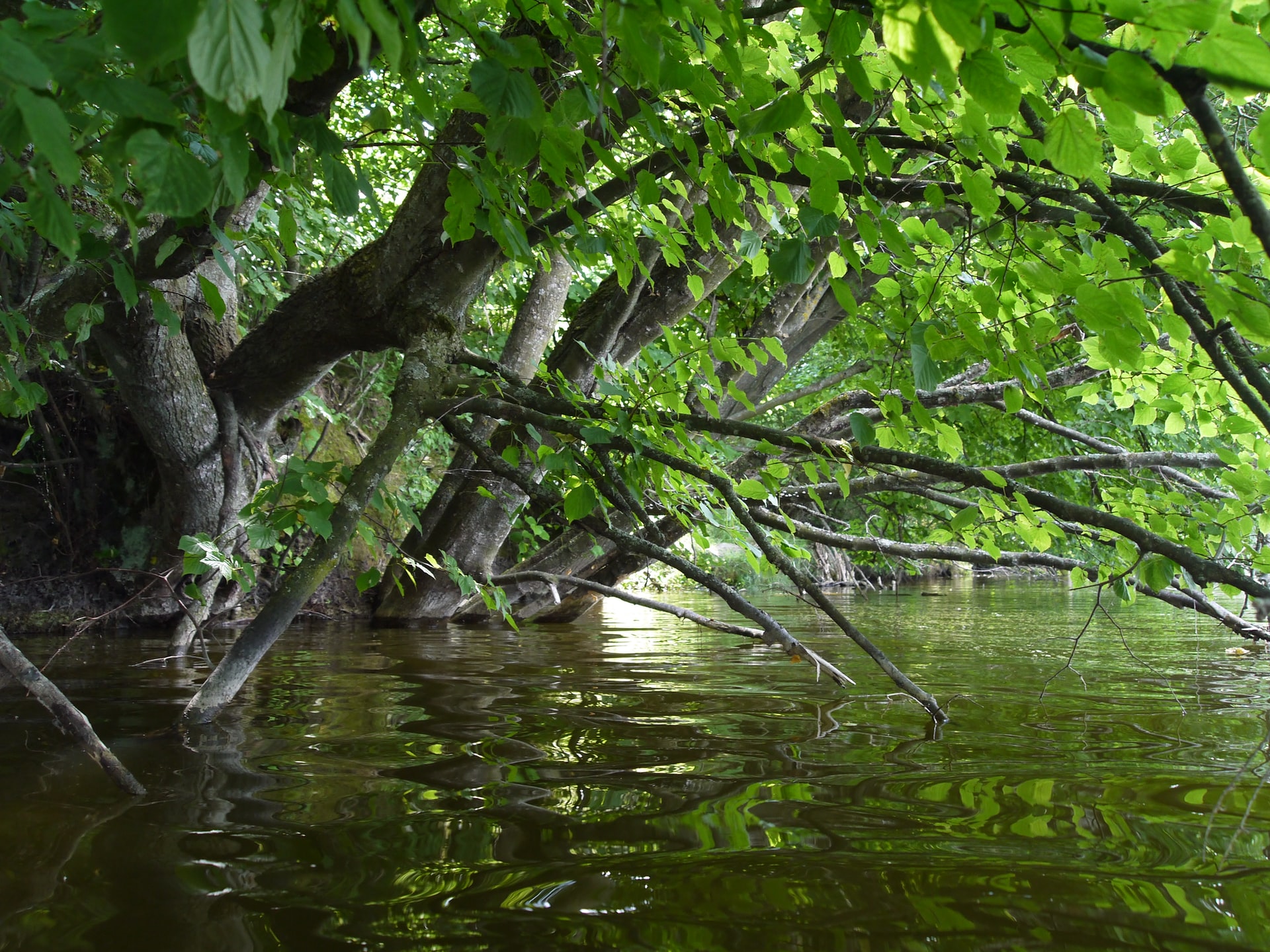 Read more about the article (Par 4.2.6) REDD Consultation on Conservation of Mangrove Ecosystem Projection in The Gambia