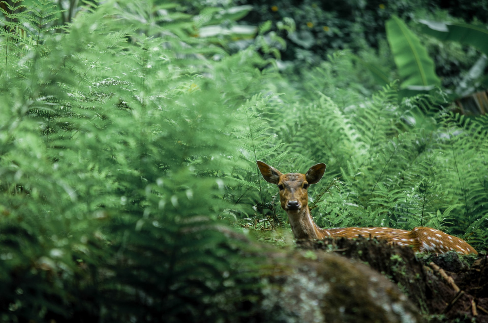 Read more about the article (par 2.2.2. 2 ) Roles of animals in tropical rainforests