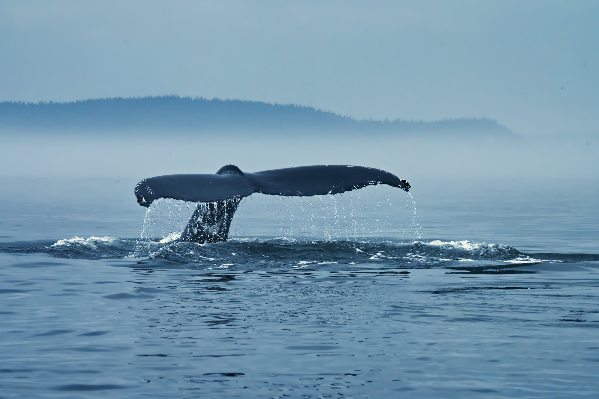 Read more about the article (par 2.3) Why whale poo matters