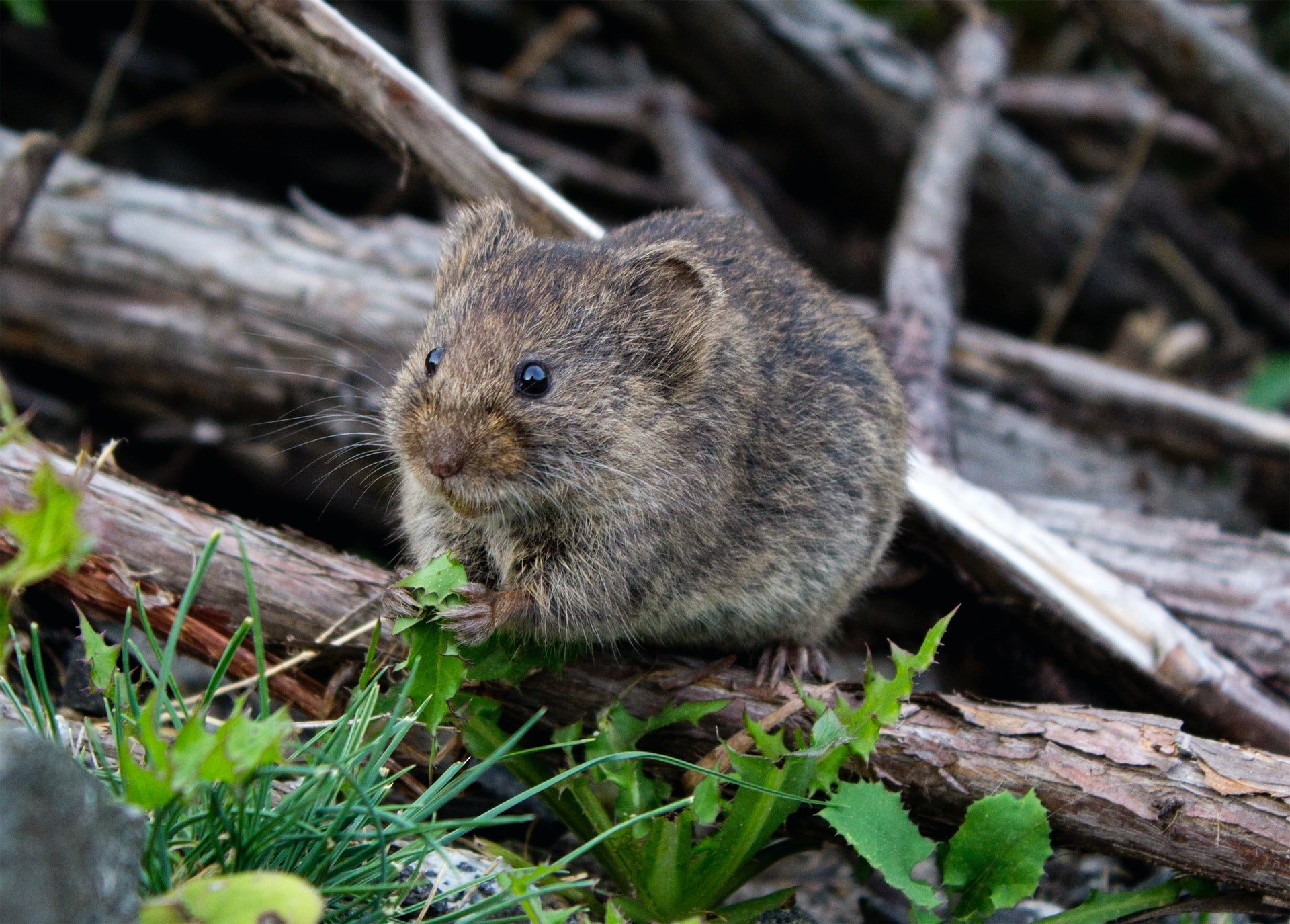 Read more about the article (par 3.10 ) 2014-09-16 Marion Island’s plague of mice