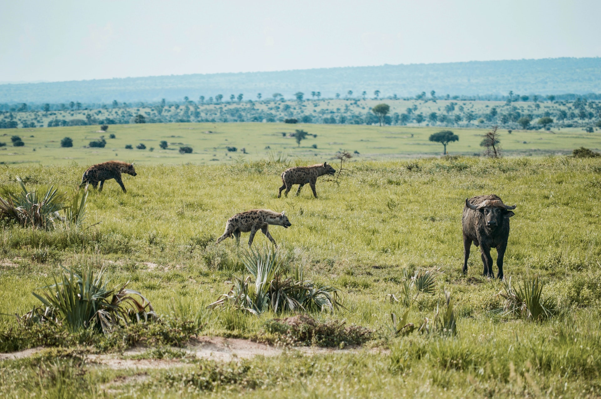 Read more about the article (par 4.2.3.2.4) Grassland Ecosystem Food Chain in Africa