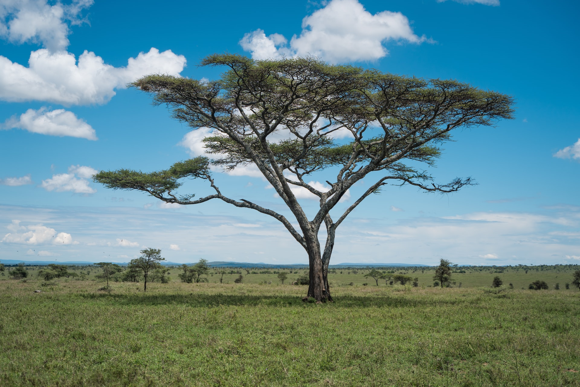 Read more about the article (par 4.2.3.2.4) Temperate Grasslands / Savannah (taken from World Biomes)