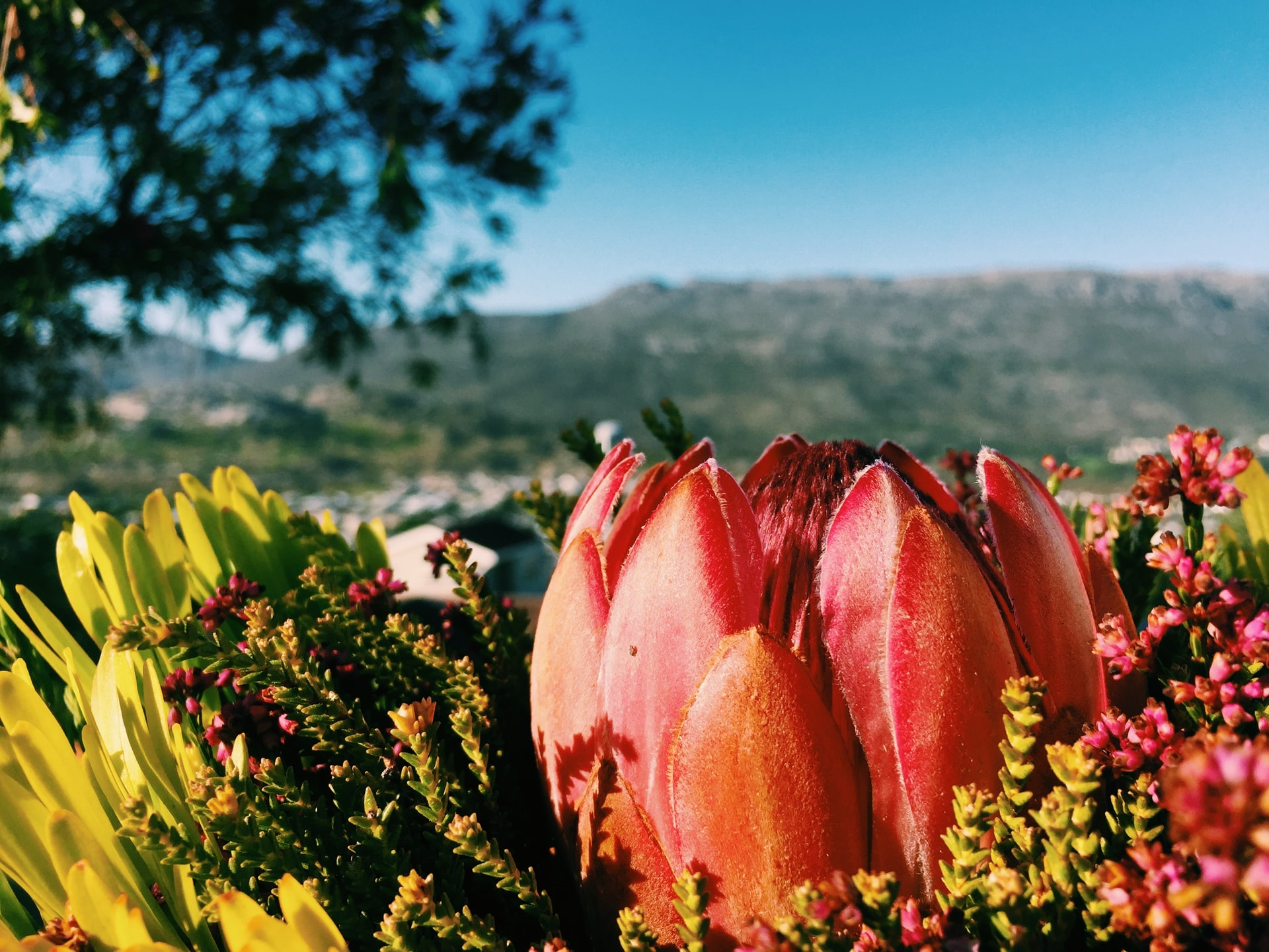 Read more about the article (par 4.2.3.2.7) Fynbos ecosystem