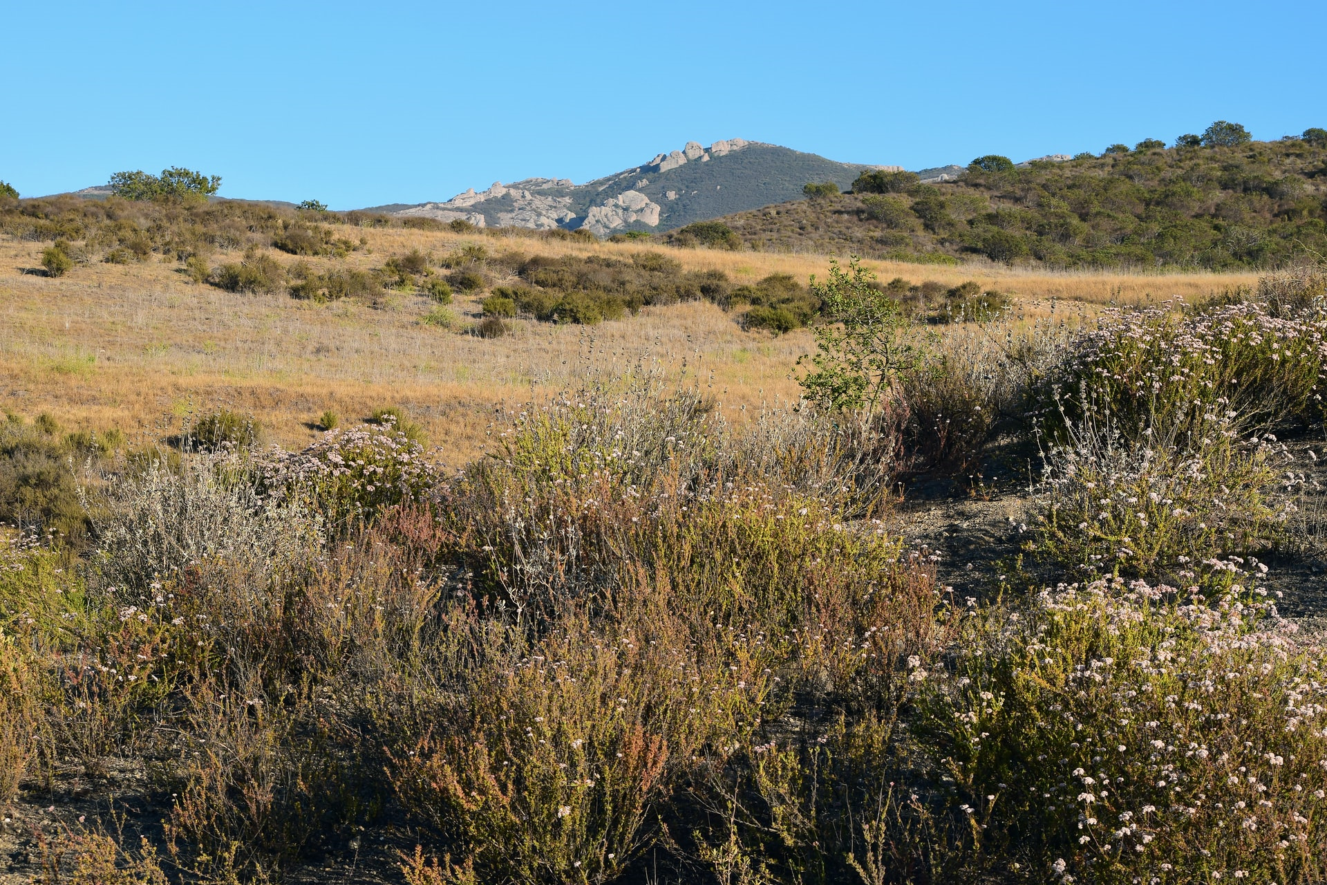 Read more about the article (par 4.2.3.2.7) Sclerophylous vegetation / Chaparral (taken from World Biomes)