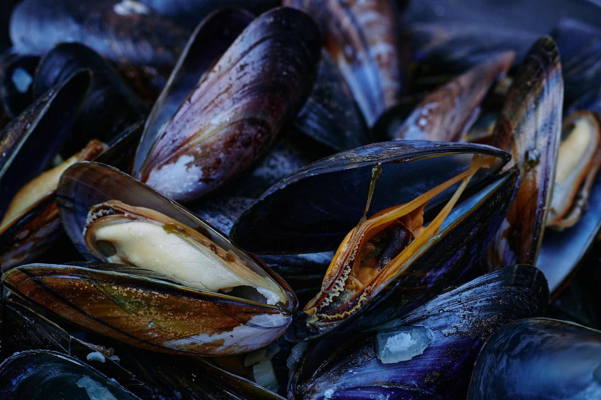 Read more about the article (par 4.2.4.1) Clams, Mussels Clean up Ocean Pollutants