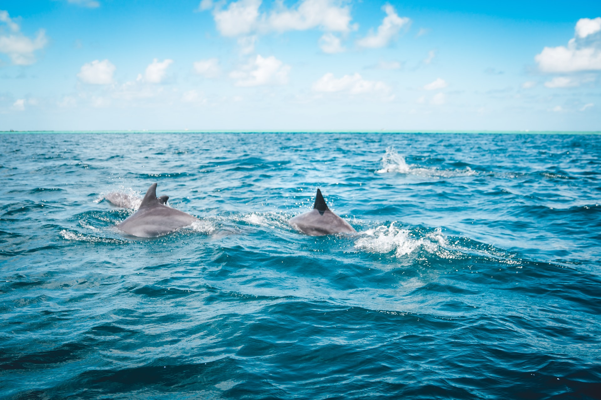 Read more about the article (par 4.2.5) Dolphin’s extinction could cause ripple effect