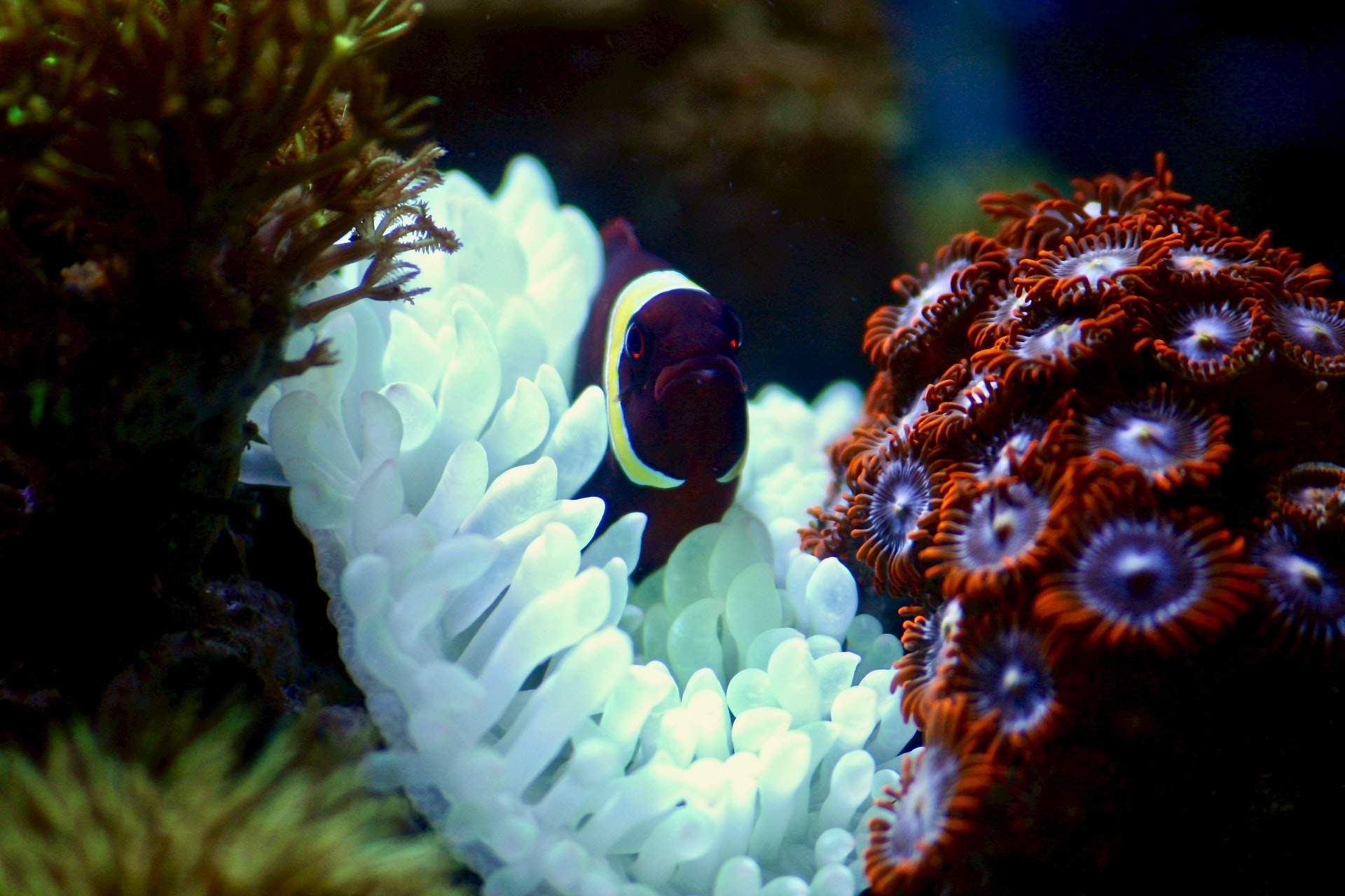 Read more about the article (par 4.2.6) Coral reefs