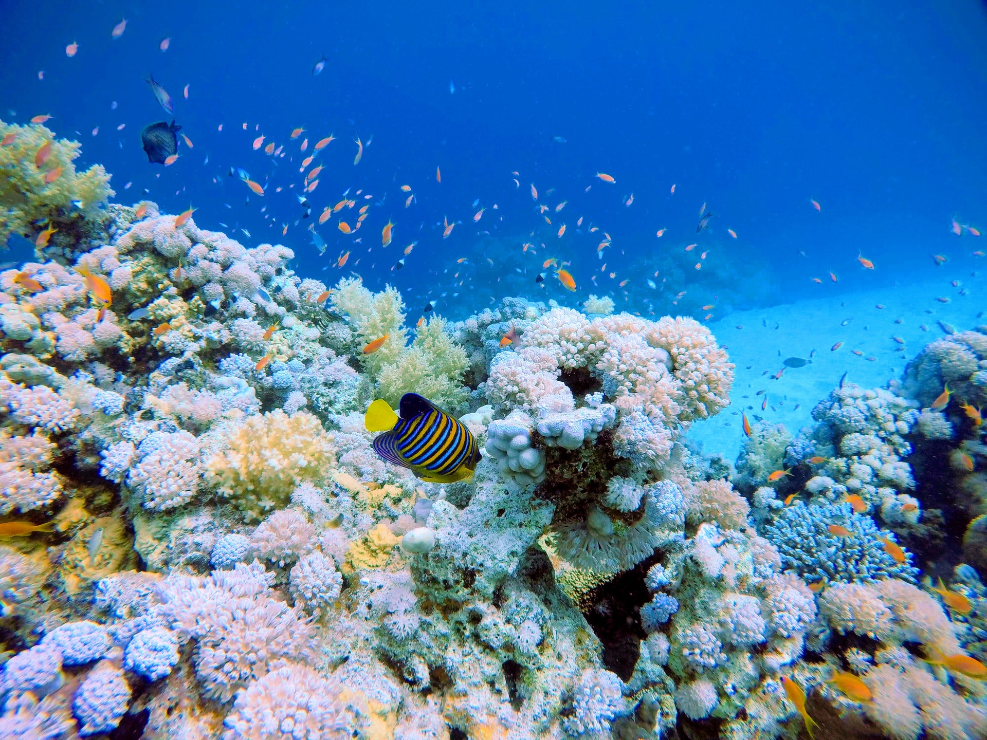 Read more about the article (par 4.2.6) Coral reef Ecosystem Dynamics