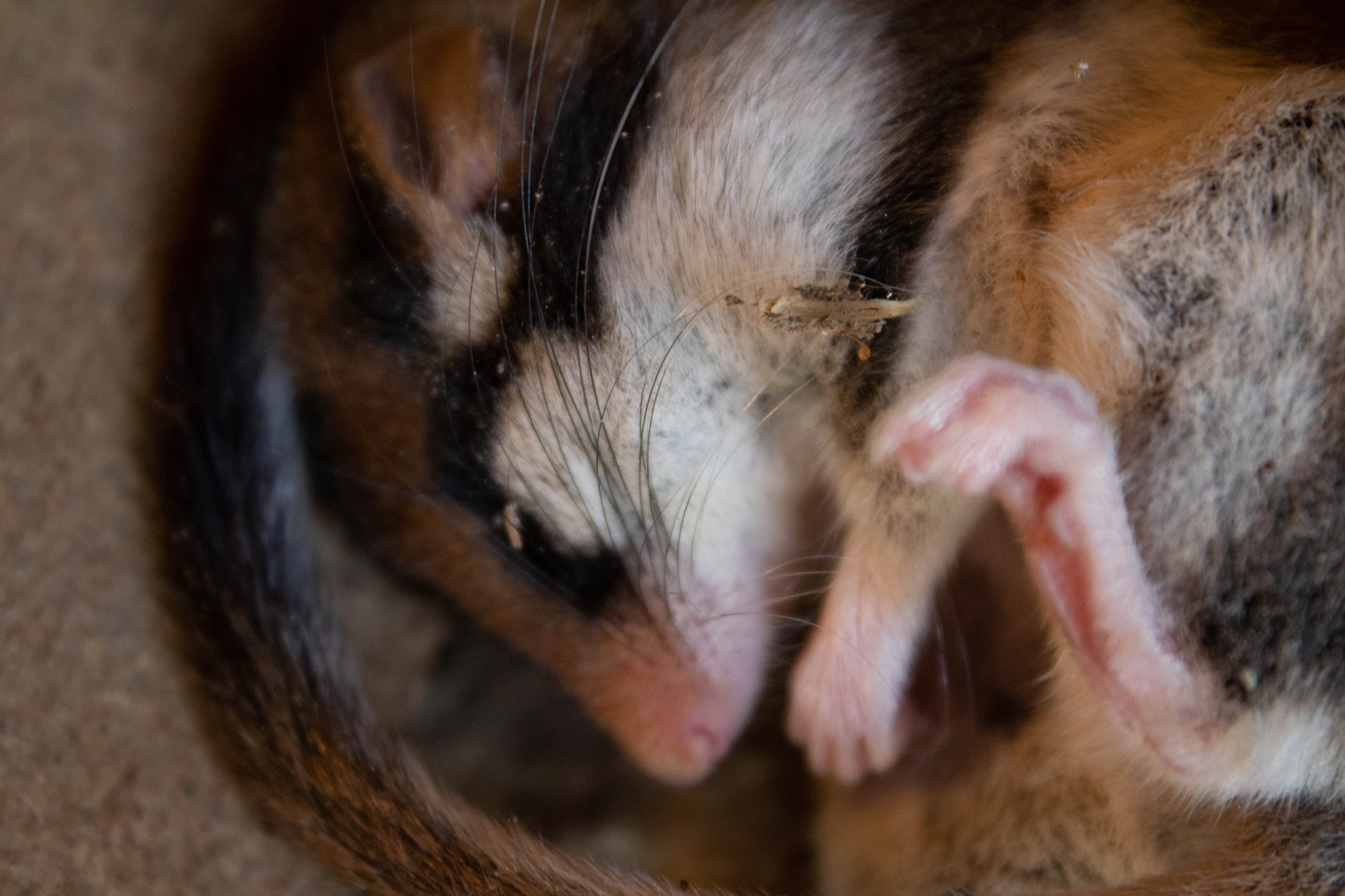 Read more about the article (par 6.3.4.2) Shocking find – UK’s animal experiments