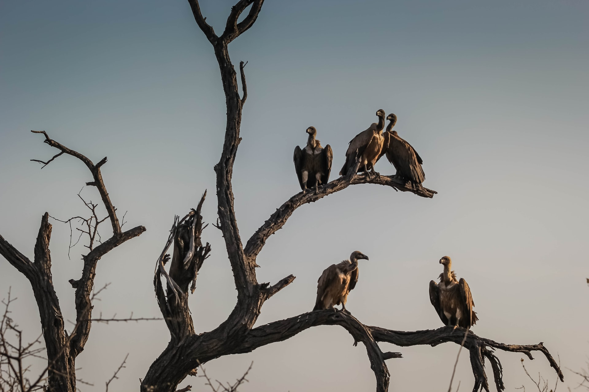 Read more about the article (par 7.2.1.1) More vultures die in mass poisoning