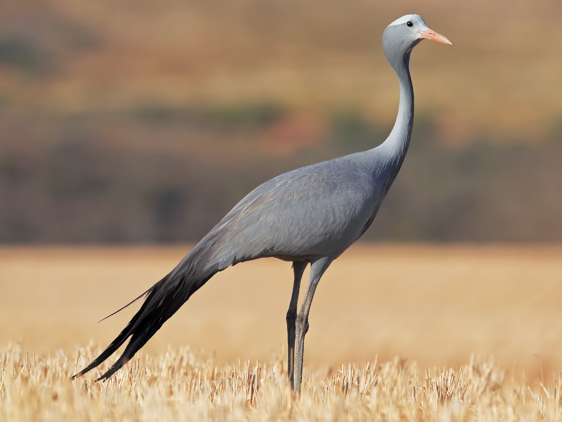 Read more about the article (par 7.2.1.1) SA’s national bird still on endangered list