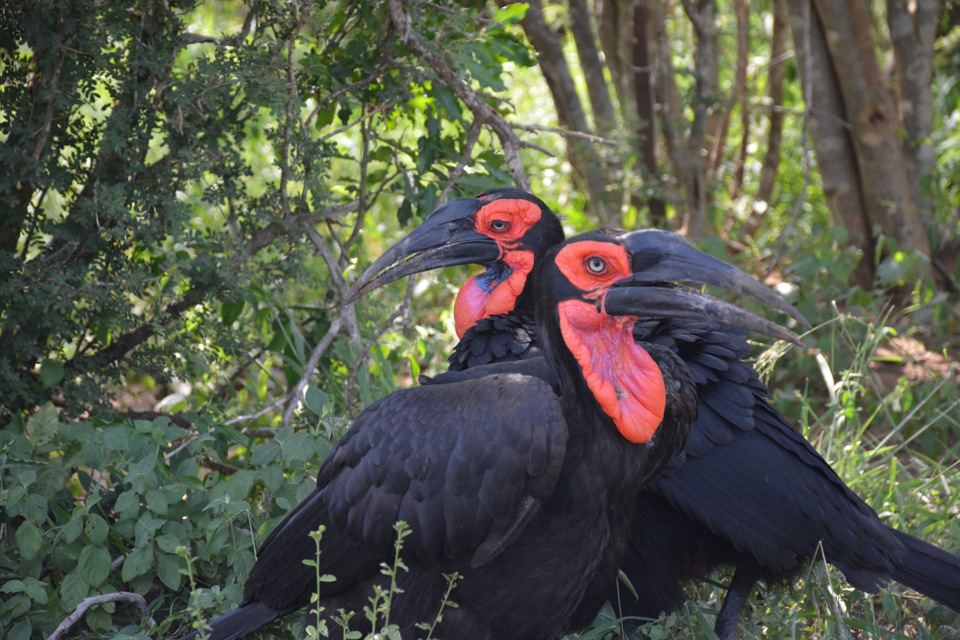 Read more about the article (par 7.2.1.1) 2014-08-18 What happened to missing rain birds