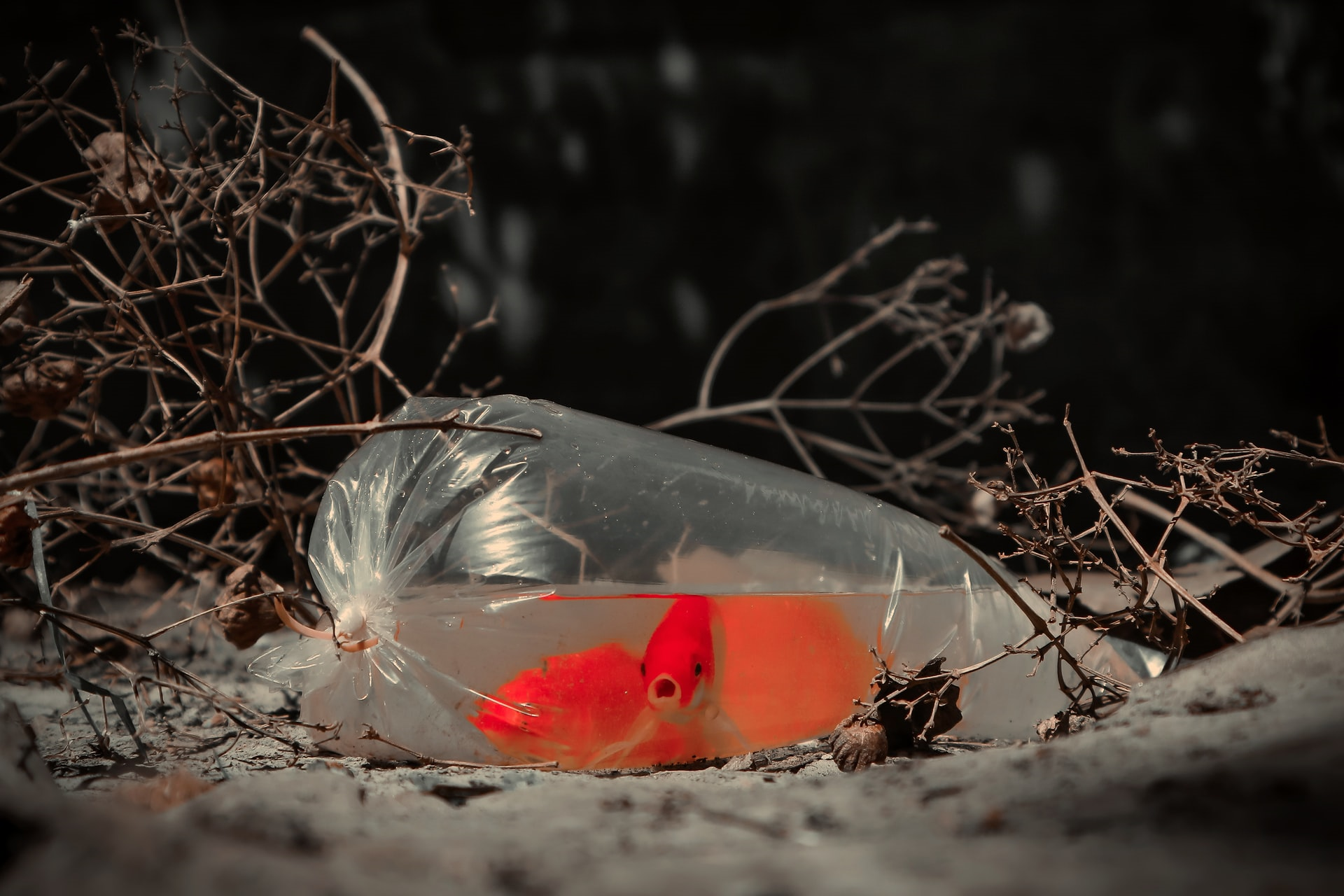 Read more about the article (par 7.4.2.3.1.1) How Plastic Waste Disrupts Aquatic Life In Rivers’ Waters