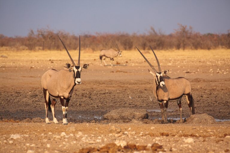 Read more about the article (par 9.5.2.3) Isiolo Conservancy Ropes in Locals in Bid to Save Beisa Oryx