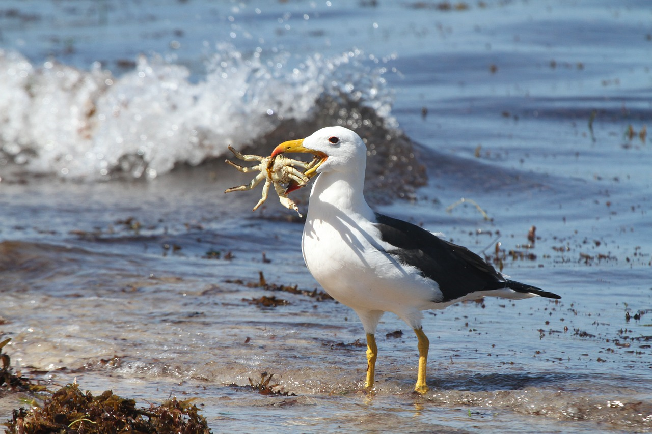 Read more about the article (par 9.7.2.5) Number of seabirds killed in Namibian waters reduced by 98%