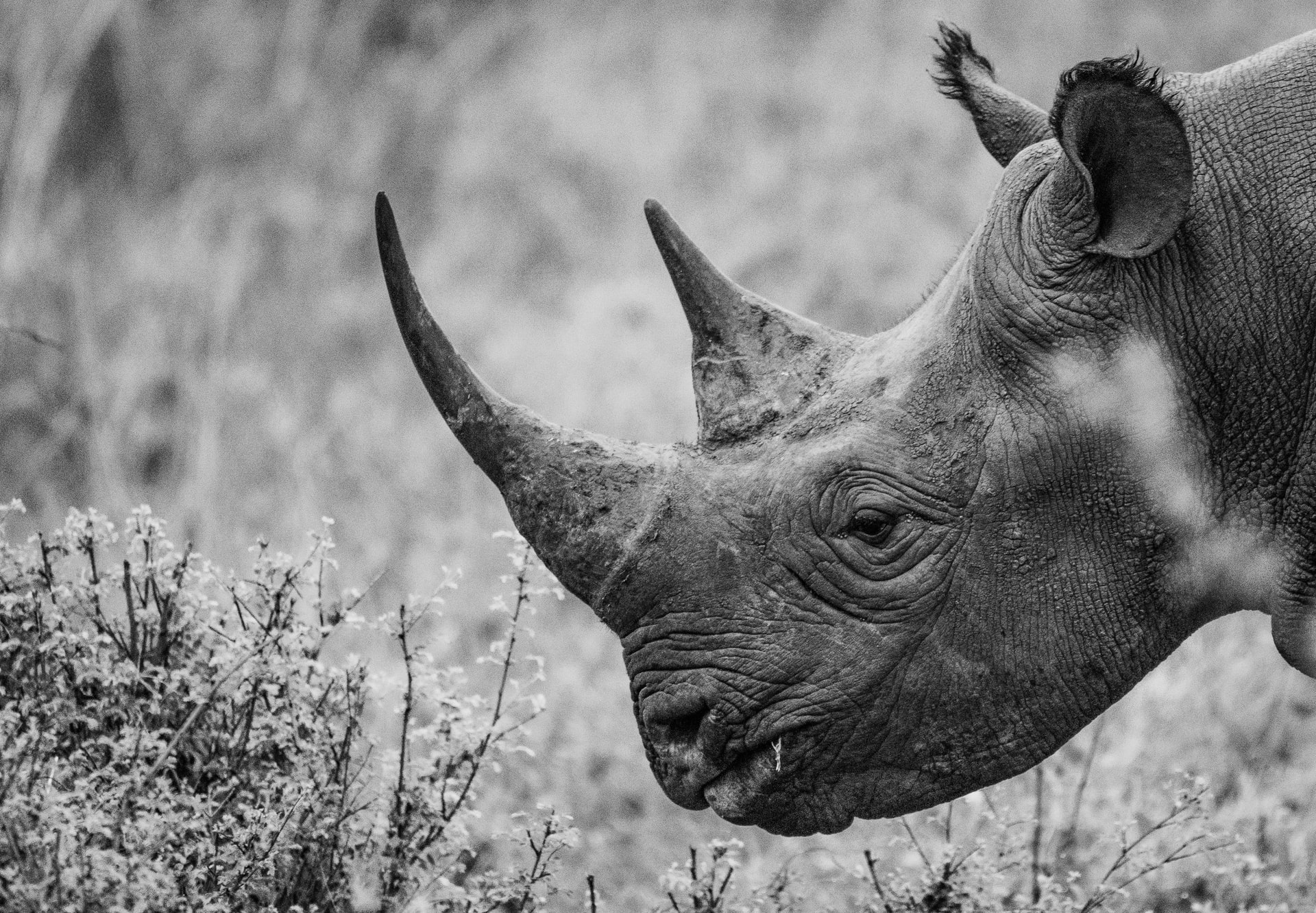 Read more about the article (par 9.7.2.5) South Africa opens the door to the sale of wildlife parts