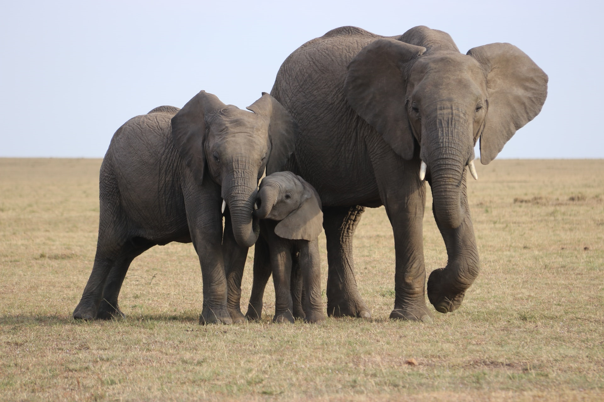 Read more about the article (par 9.7.2.5) Zimbabwe – Time Up for Poachers