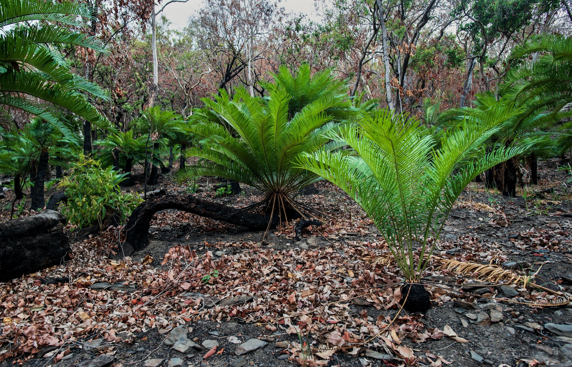 Read more about the article (par 7.2.1.1) Cycad thieves major threat to rare plants