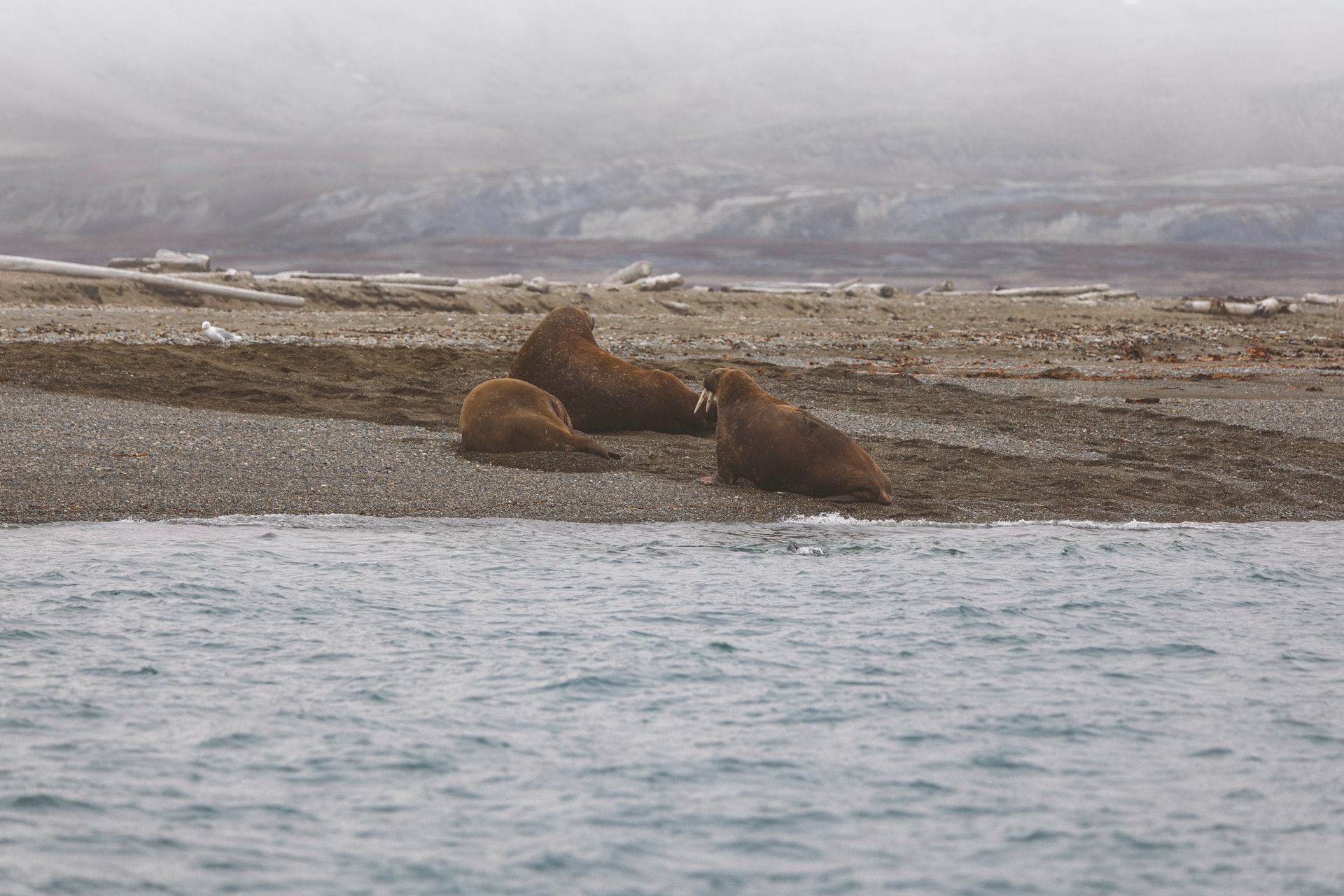 Read more about the article (par 7.3.5.1) CAUSES & IMPACTS – Are walrus at risk from climate change