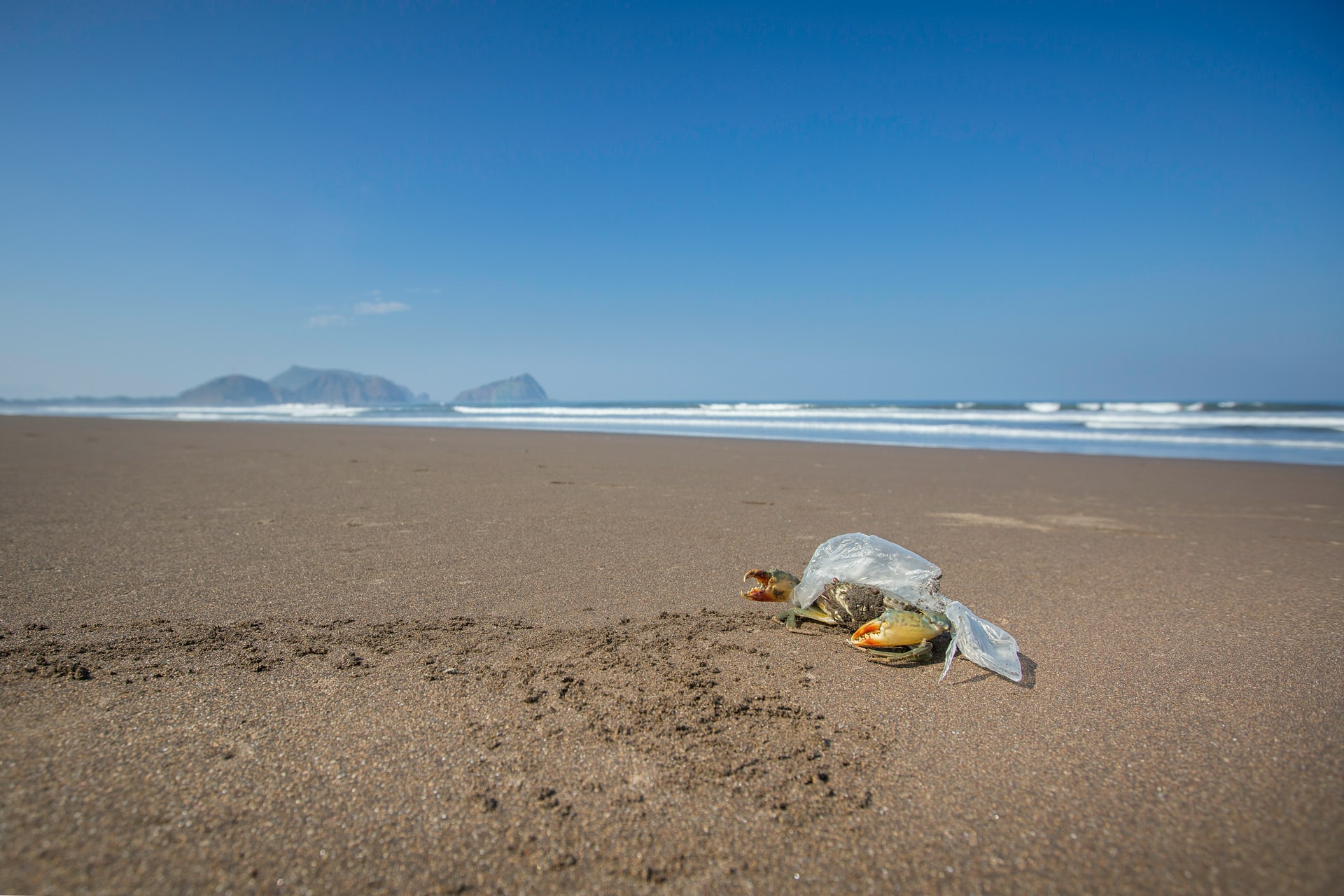 Read more about the article (par 7.4.2.3.1.1) Microplastic pollution gets inside crabs via gills