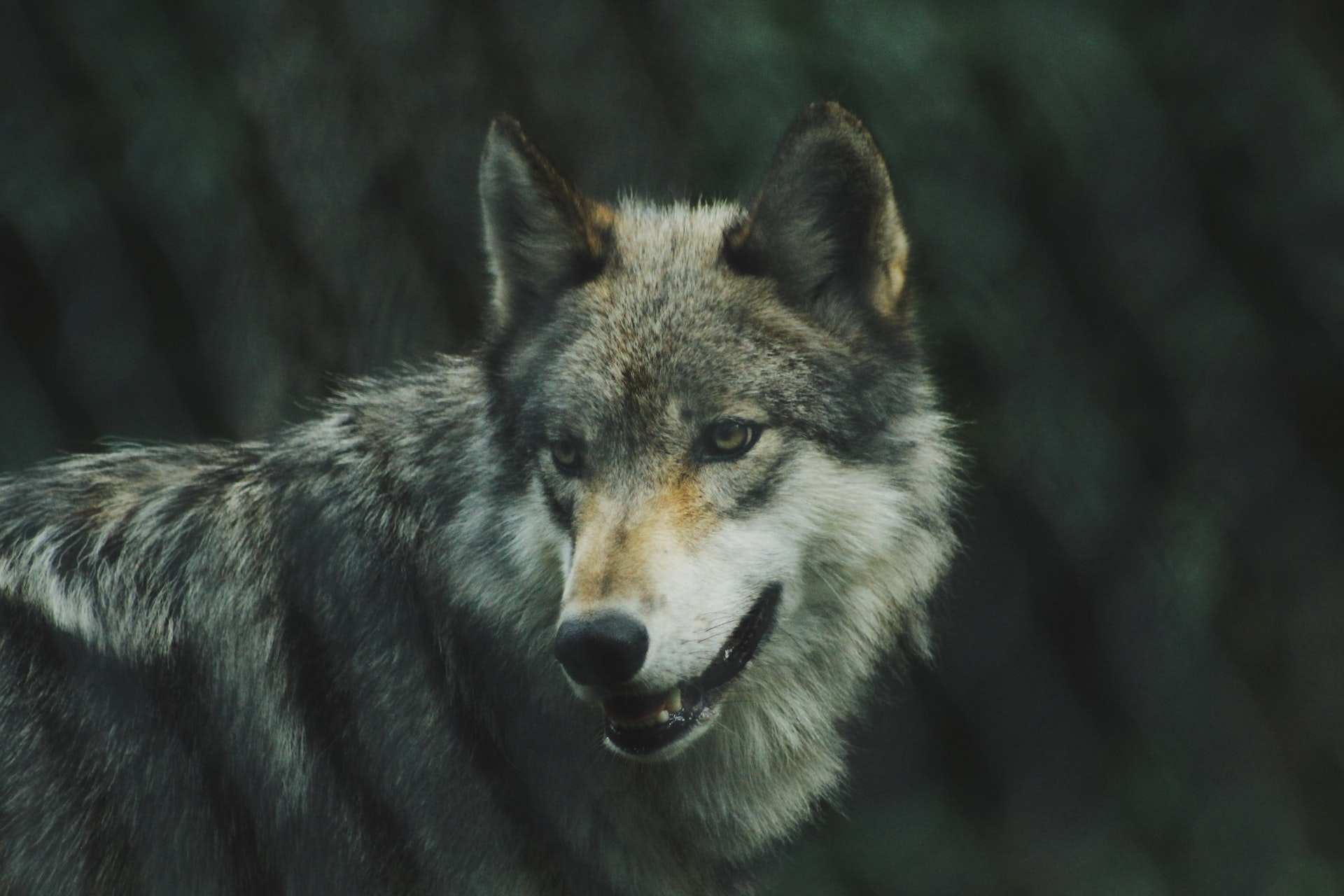 Read more about the article (par 9.5.2.2.1) Should we bring wolves back to Britain – what is the scientific case for re-wilding?