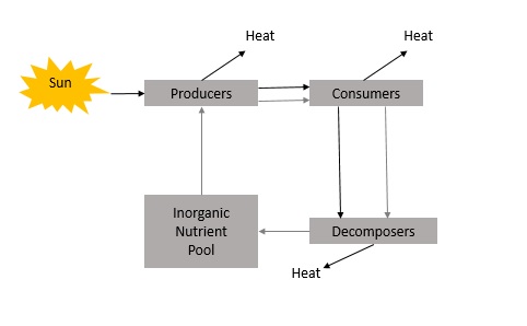 Read more about the article (par 3. 5 ) Biomass and the availability of energy