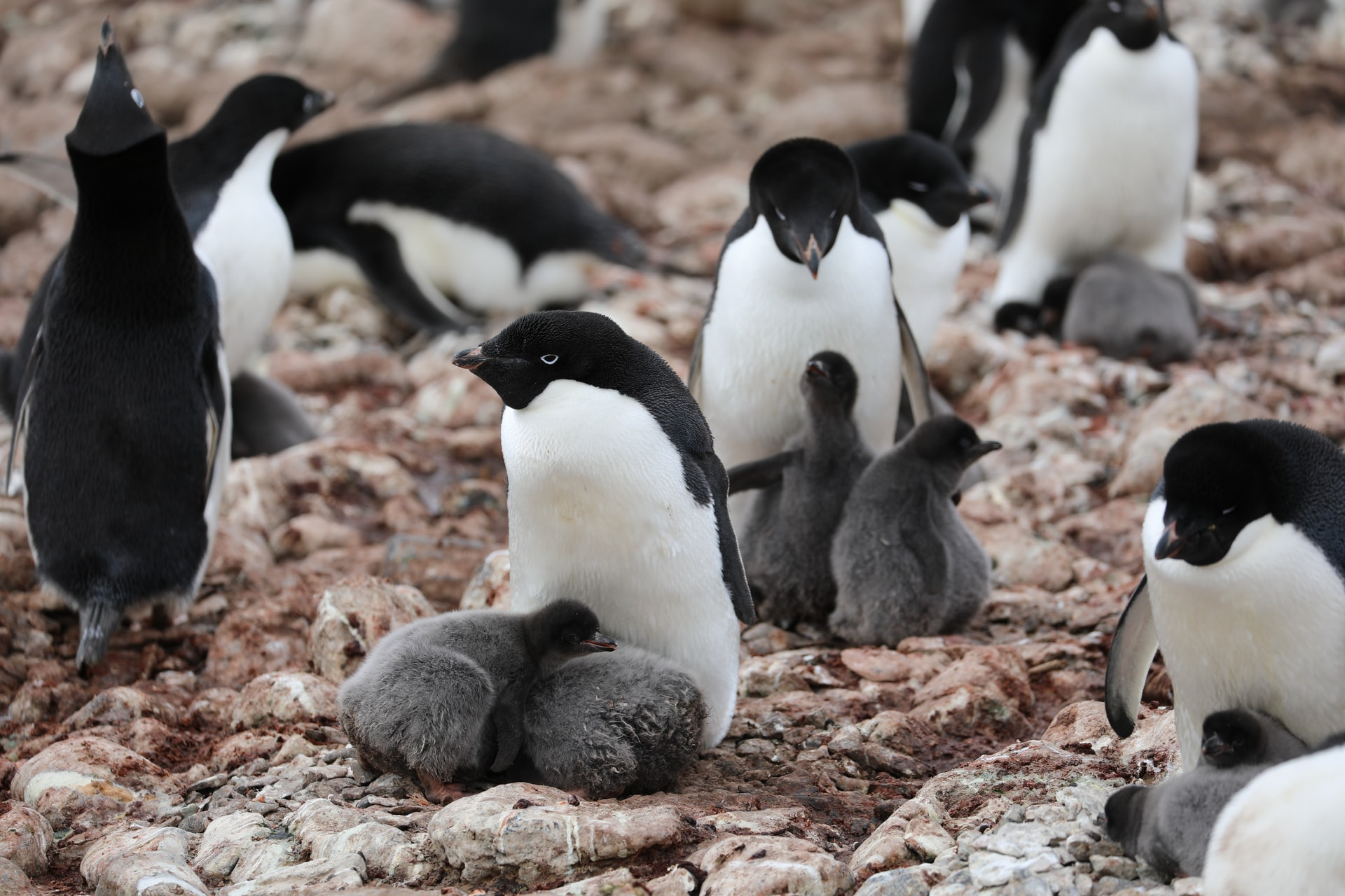 Read more about the article (par 5.2.1.4.1 ) Young African Penguins Are Dying Because They Can’t Find the Fish They Need