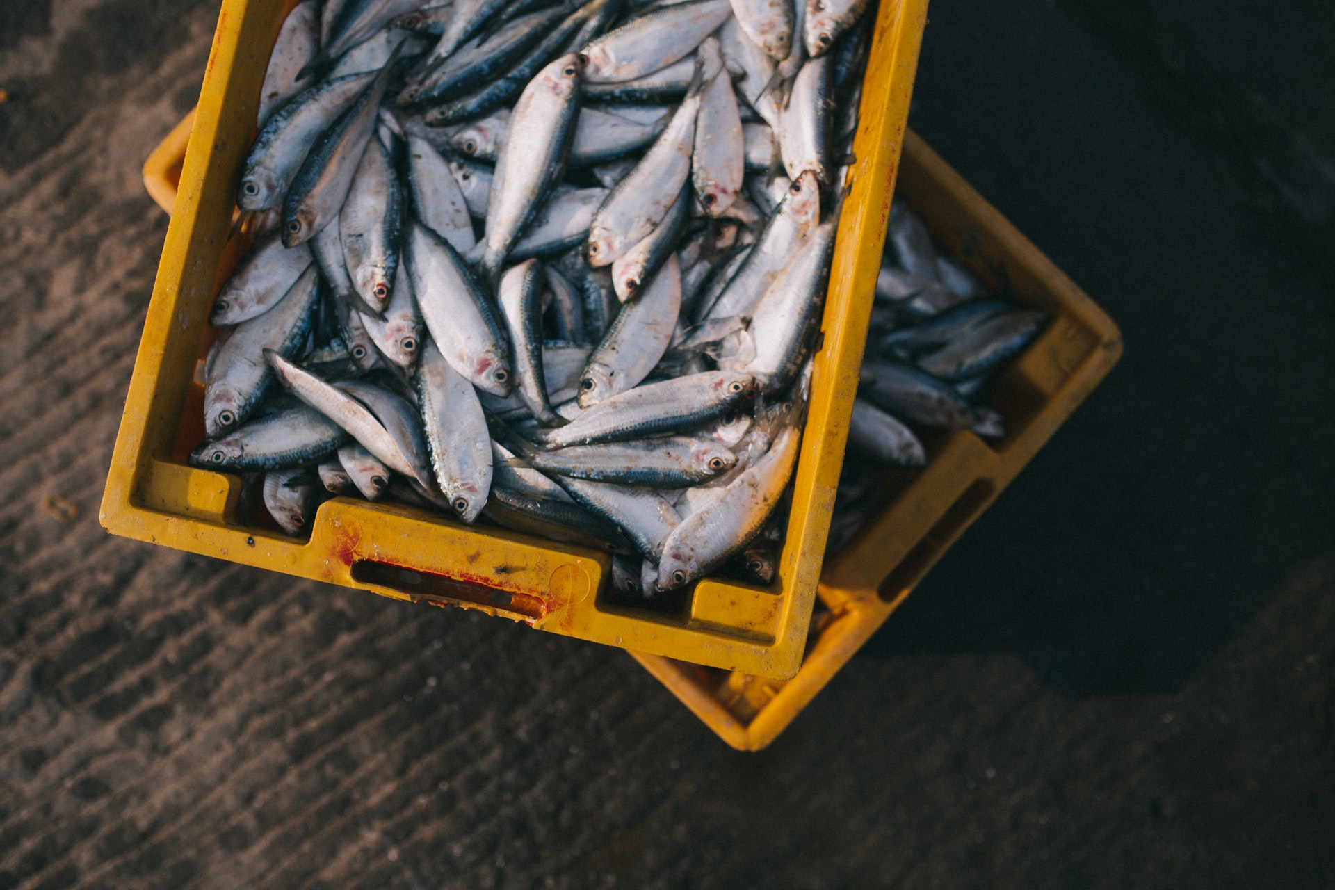 Read more about the article (par 5.2.1.5.1) Uptick in Fish Farming to Provide Global Nutrition Boost – UN Agency Report