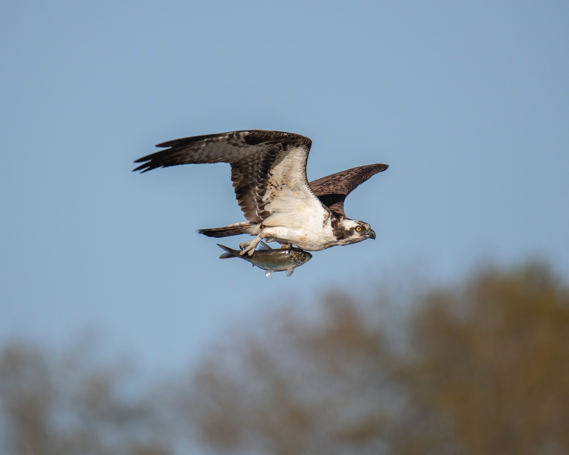 Read more about the article (par 5.3.2.2.3) Atop Food Chain, Ospreys Ingest Many Poisons