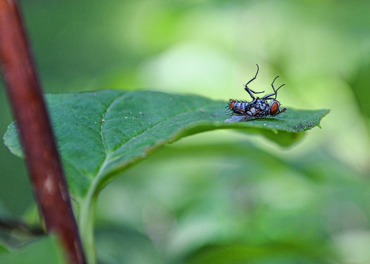 Read more about the article (par 5.3.2.2.3) Pesticides (taken from Wikipedia)