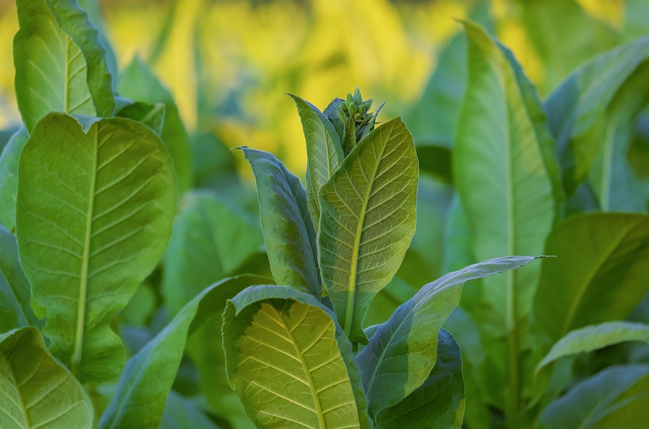 Read more about the article (par 5.4.3.2.1 ) Tobacco Production and the Environment