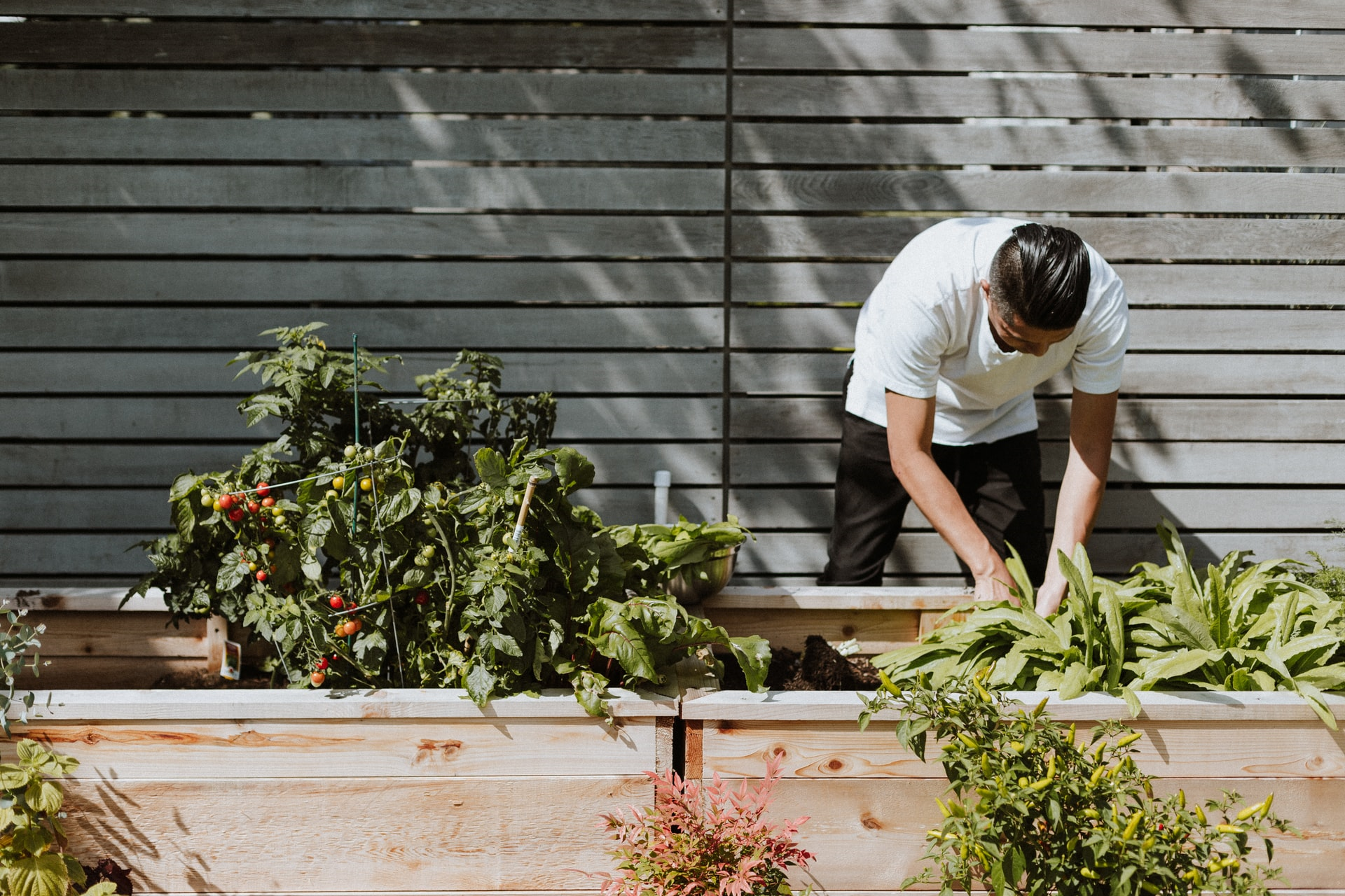 Read more about the article (par 5.4.4.1) Urban agriculture (taken from Wikipedia)