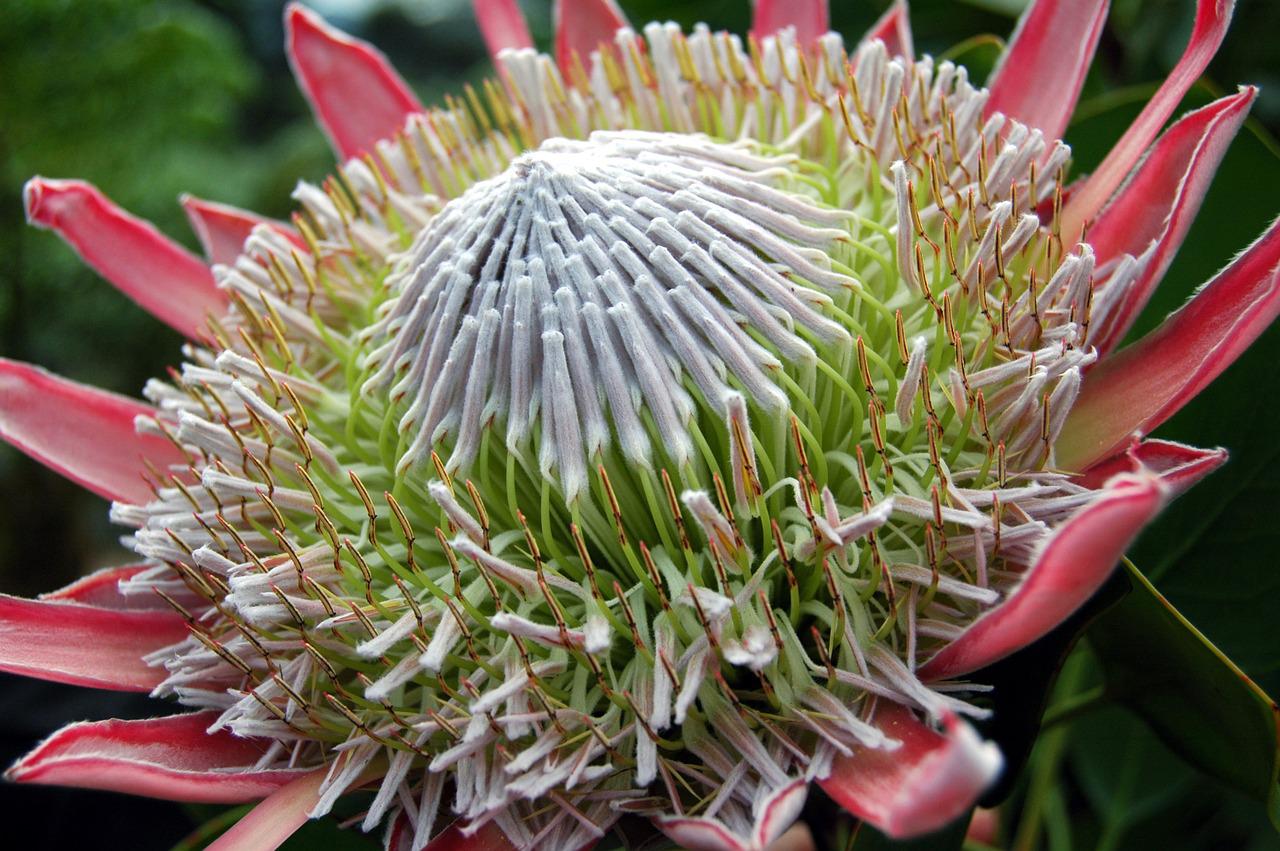 You are currently viewing (par 8.4.2. 4) South African National symbols include animals and plants
