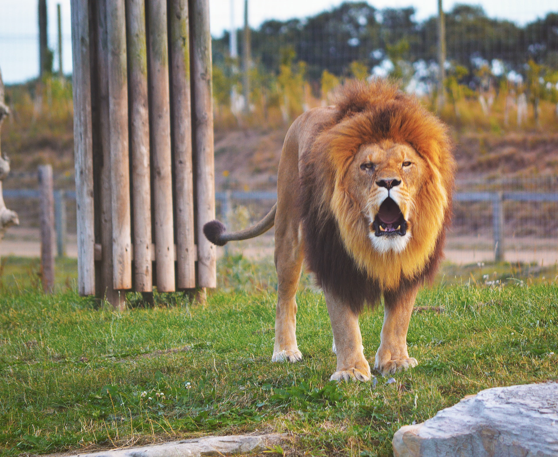 Read more about the article (par 8.6.4.2) Captive Lion Industry a Risk to Wild Lion Conservation