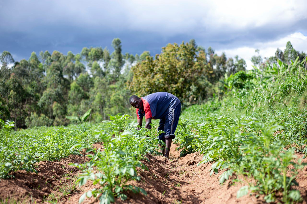 Read more about the article Sustainable Agriculture – Could this be the answer to our problem of hunger?